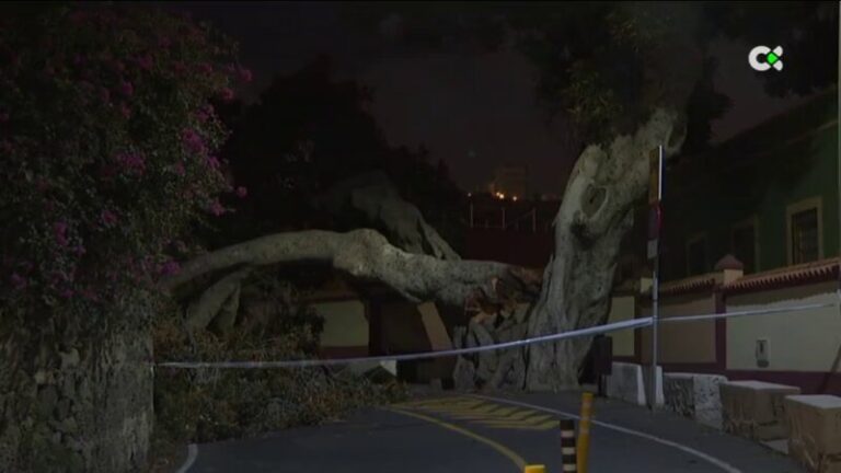 Cae en Gran Canaria el emblemático ‘Árbol bonito’