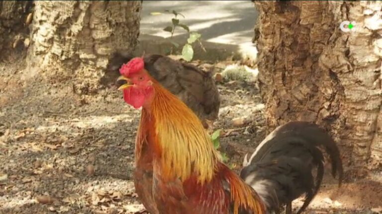 Trasladan a 150 gallinas de Teror a una protectora