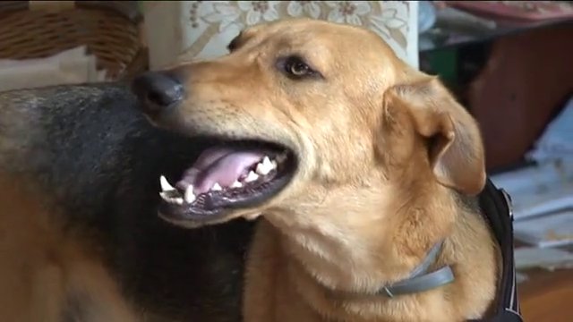 Los centros turísticos de El Hierro ponen en marcha el reglamento ‘pet friendly’