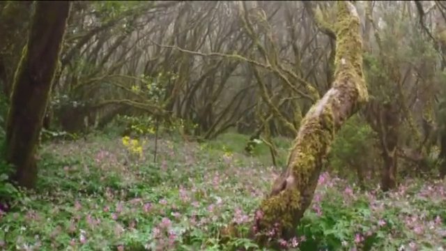 Aumenta el número de especies en el Parque Nacional de Garajonay