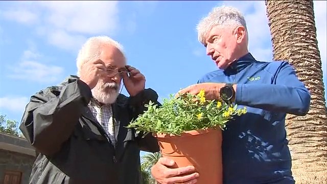 Descubren una nueva especie de planta en Fuerteventura