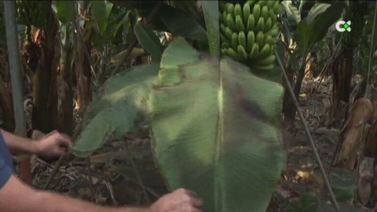 Los agricultores de La Palma recuperan el riego tradicional para sus cultivos