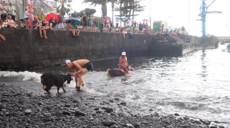 Más de 400 cabras cumplen con la tradición y se bañan en el mar en Puerto de la Cruz, Tenerife