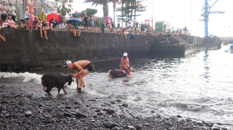 Baño de Cabras en Puerto d ela Cruz