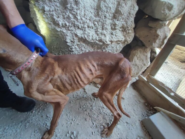 La Policía Canaria ha rescatado 56 animales en 38 inspecciones por maltrato en Tenerife