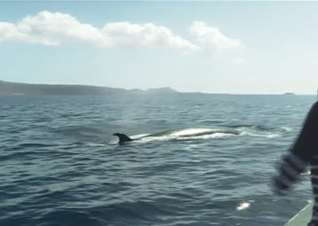 Denuncian la colisión con un cachalote de un barco de Fred Olsen y la naviera dice que no tiene constancia