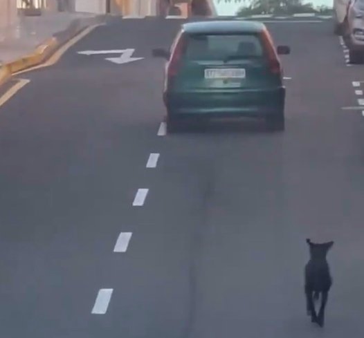 Buscan a una conductora que fue grabada intentando abandonar a un perro en Tenerife