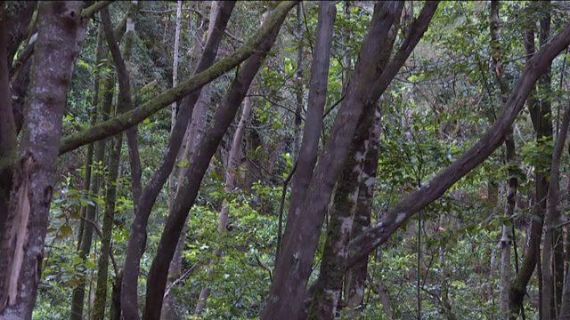 Estas son las conclusiones extraídas por el grupo de investigación de la Universidad de La Laguna "Plant Conservation and Biogeography"