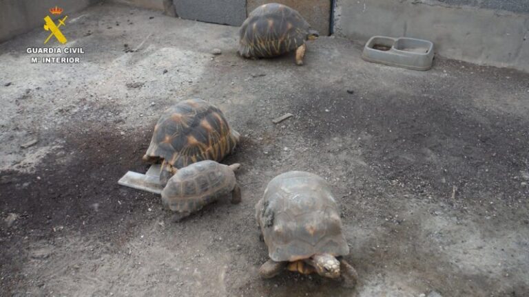 Intervenidas especies animales amenazadas en una finca particular en Güímar (Tenerife)