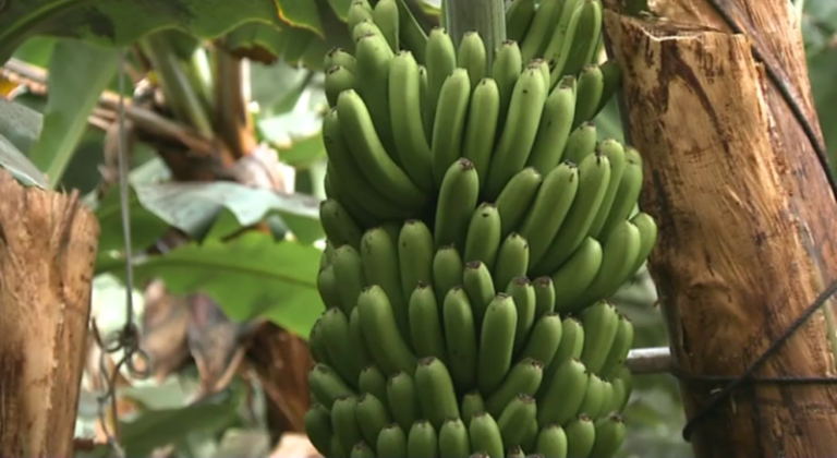 El cultivo de plátano en La Palma supera las expectativas en esta campaña