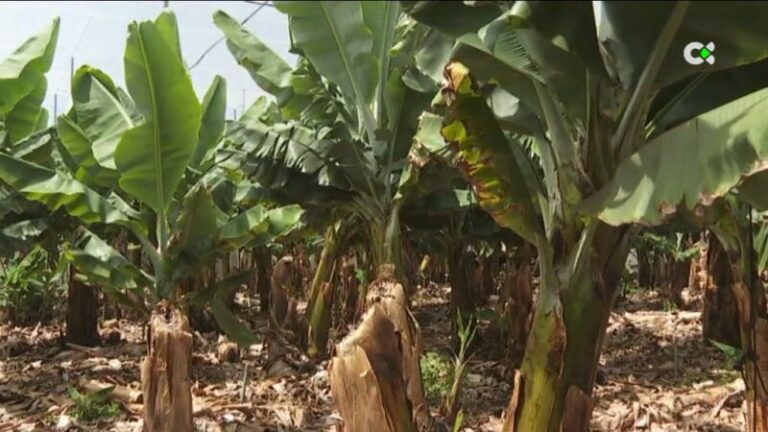 Los agricultores de La Palma trabajan por recuperar sus cosechas