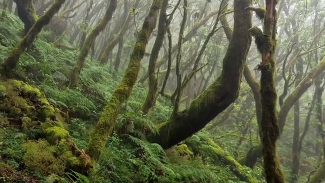 La Gomera celebra este martes su aniversario como Reserva de la Biosfera