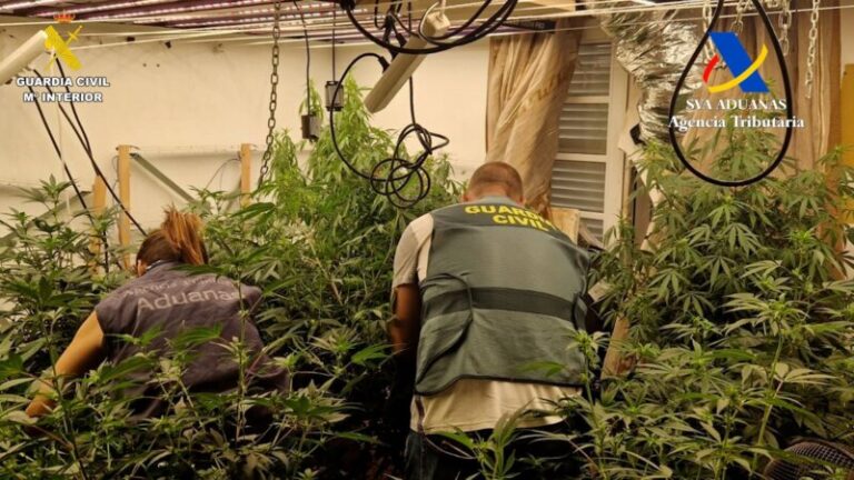 Cuatro detenidos con 716 plantas de marihuana en un laboratorio clandestino en Tenerife
