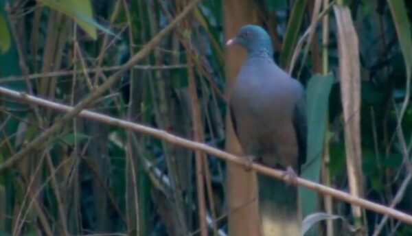 La paloma rabiche ya tiene nidos en Gran Canaria