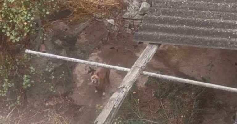 Investigan al dueño de dos perros abandonados en una finca