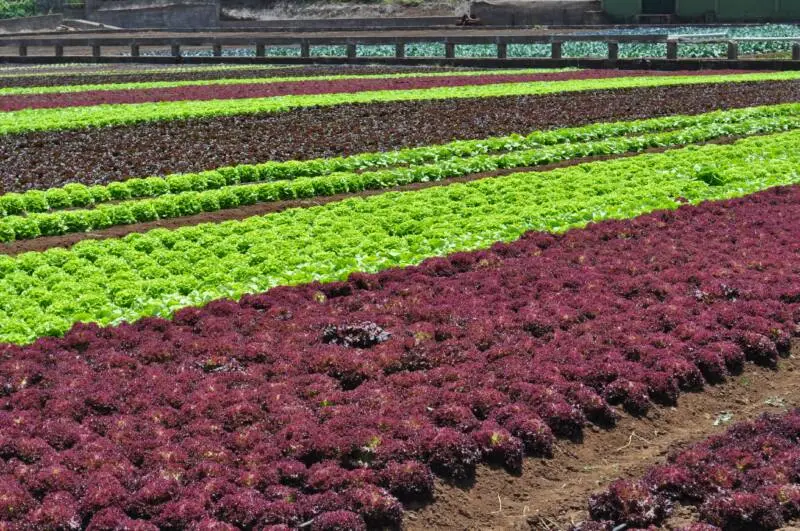 La mejora de los cultivos gracias al compost de los hoteles