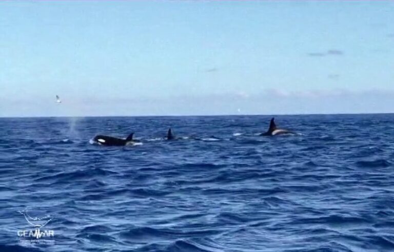 Investigadores de la ULL descifran las comunicaciones de las orcas con ayuda de la IA