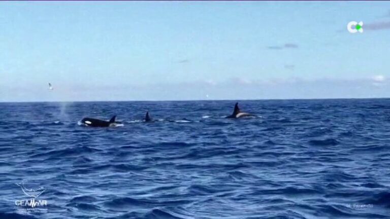 La CEAMAR capta en imágenes a un grupo de orcas a 3 millas de El Hierro