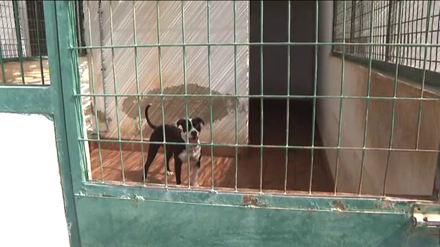 Desbordado el albergue de animales de La Oliva. (Archivo) Perrera Fuerteventura.