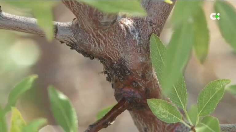 La aparición del pulgón negro en los almendros preocupa en La Palma