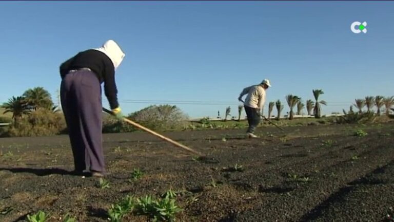 Las sequías provocan cambios en los cultivos de Canarias