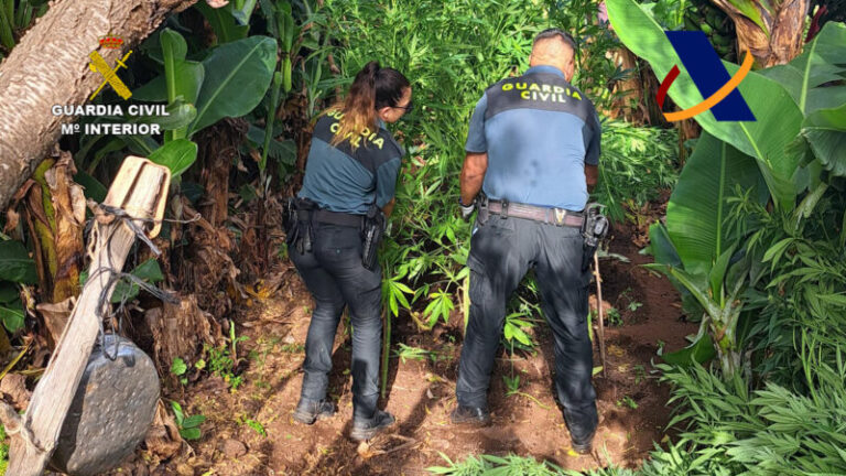 Incautados más de 4 kilos de cogollos de marihuana en La Palma