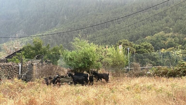 El intenso humo de esta jornada ha llevado al desalojo preventivo de vecinos y también de animales