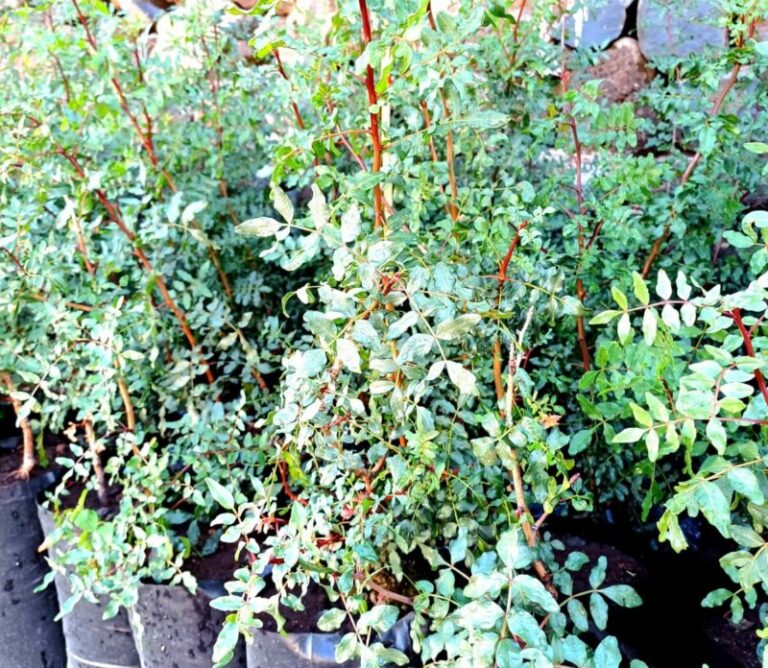 San Sebastián comienza con la plantación de árboles nativos en sus calles