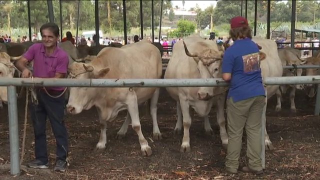 El Paso acoge este sábado su Feria Insular de Ganado Autóctono