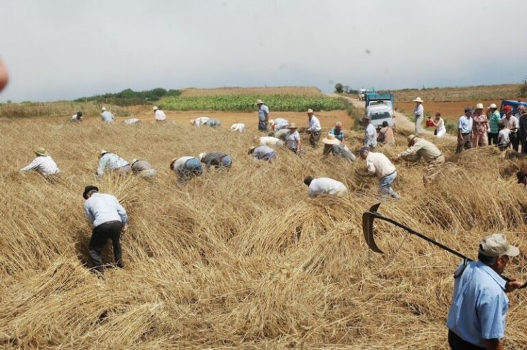 Icod el Alto acoge este domingo el Encuentro de Siega Tradicional