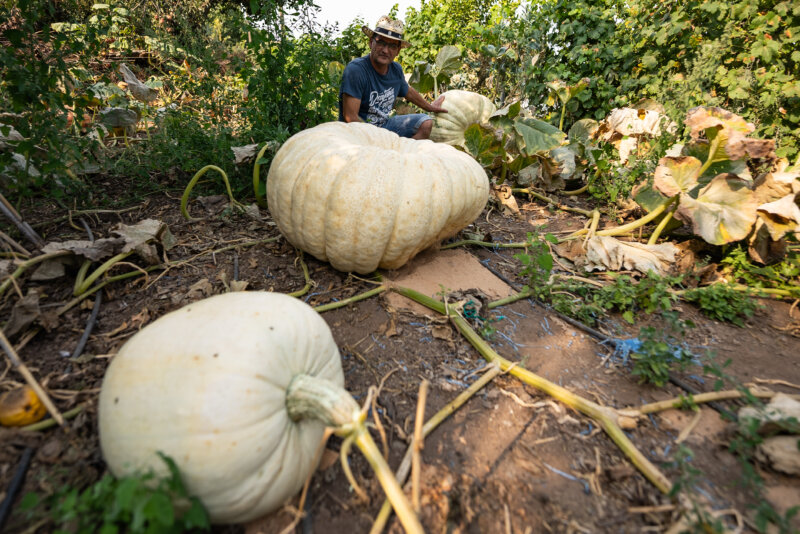 Recolectan una calabaza de 150 kilos en Valleseco