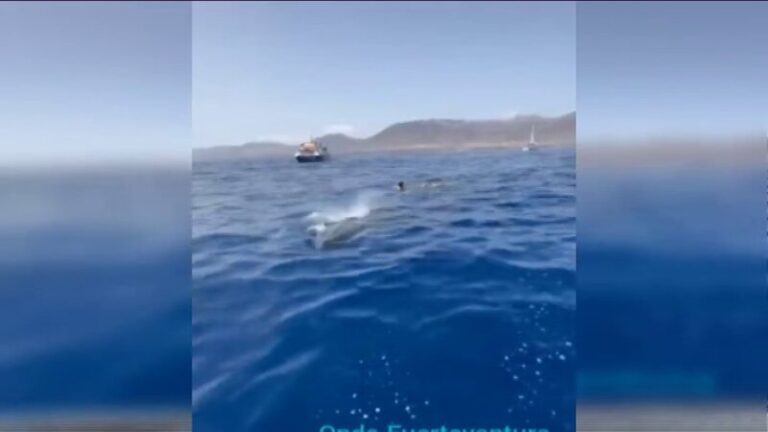 Rescatan una ballena enredada en un cabo en Fuerteventura