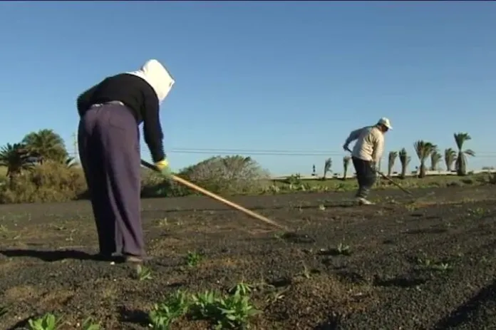 Fuerteventura y Lanzarote son las islas más afectadas por la desertización