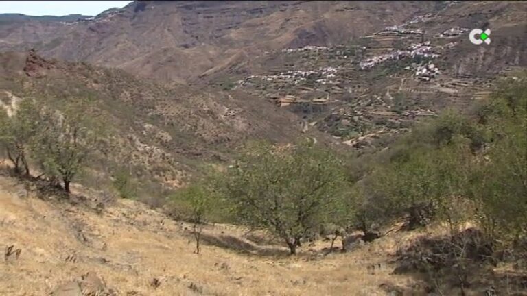 Las labores preventivas facilitaron el control del incendio de Gran Canaria