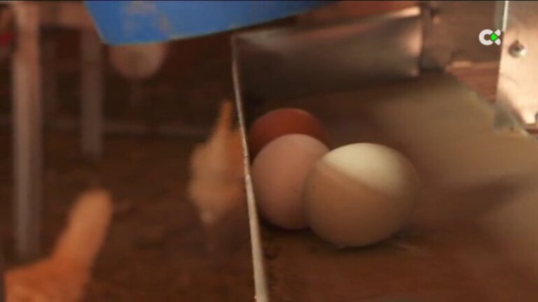 Una ecogranja de Gran Canaria produce huevo azul con gallinas de Chile