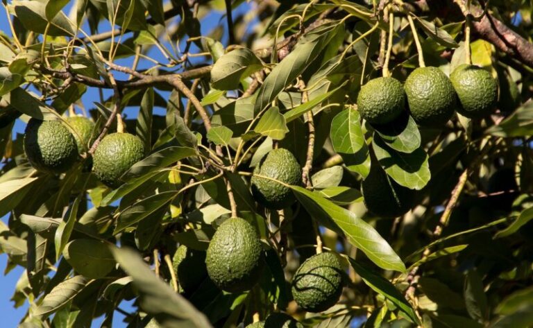 La ULL afirma que la huella hídrica del aguacate es seis veces mayor que la del plátano