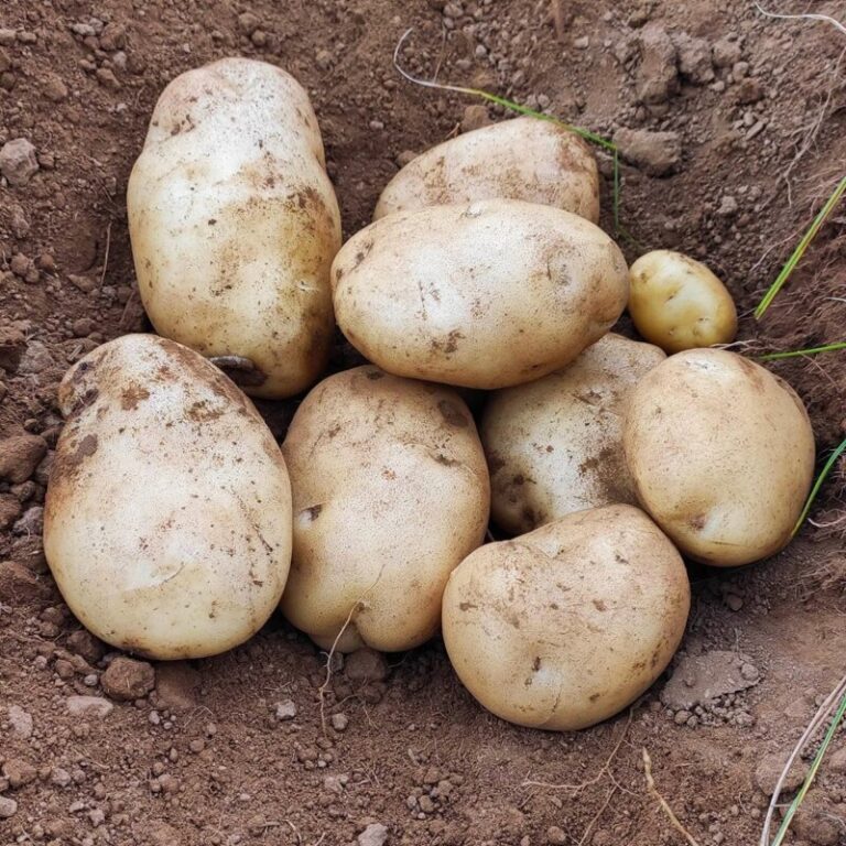 Autorizan la importación de papas en Canarias procedentes de Reino Unido