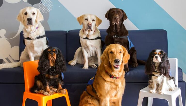 La consejera de Turismo y Empleo visita en Telde el primer PFAE de instructores de perros de asistencia