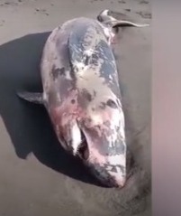 Se encuentra el cadáver de una cría de cachalote en Telde