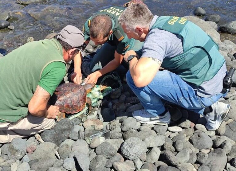 Rescatan a dos tortugas ‘bobas’ en Gran Canaria