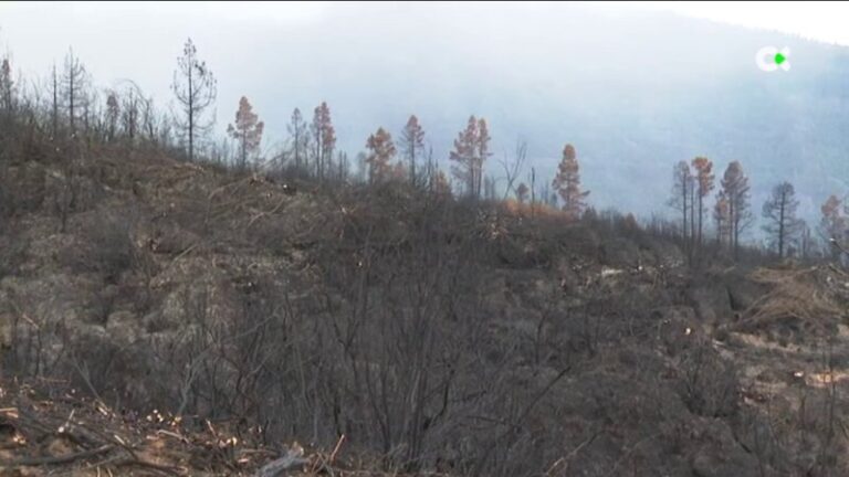 Los efectivos trabajan en la regeneración del suelo tras el incendio de Tenerife