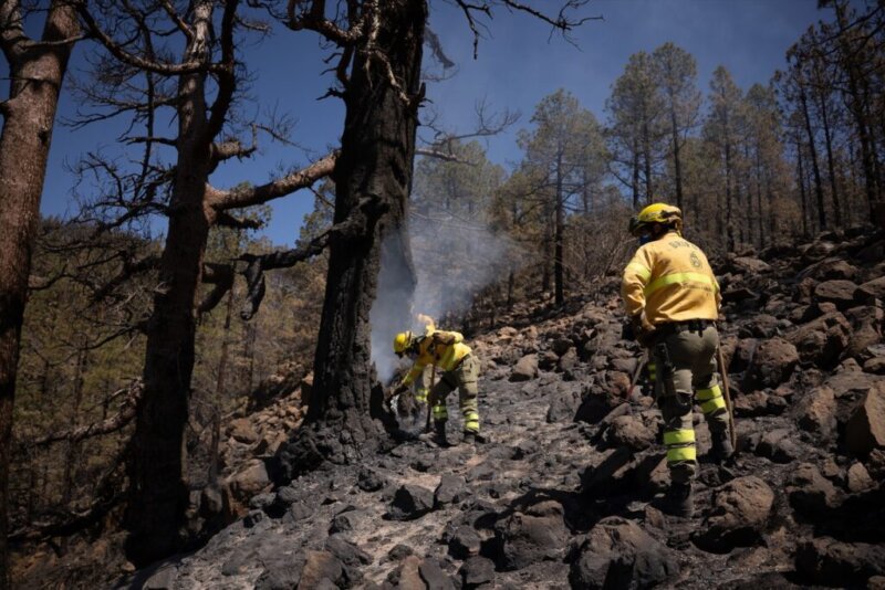 Personal de las Brigadas Forestales del Cabildo (Brifor) realizan trabajos en el medio forestal