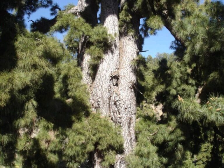 Vilaflor se integra en el Corredor Biológico Mundial y declarado como «Kilómetro cero» del Pino canario