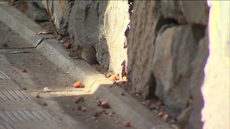 Ratas que campan a sus anchas en El Sobradillo (Tenerife)