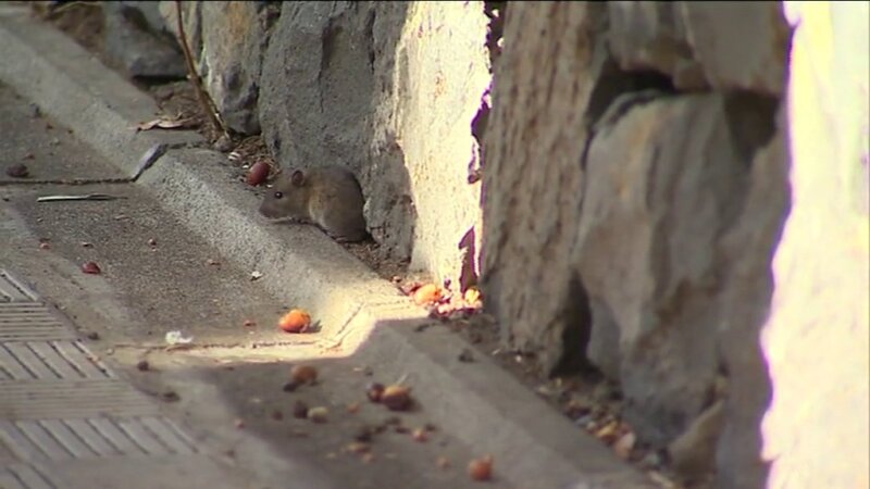 Refuerzan el control de plagas en Las Palmas de Gran Canaria con 4 equipos más. RTVC