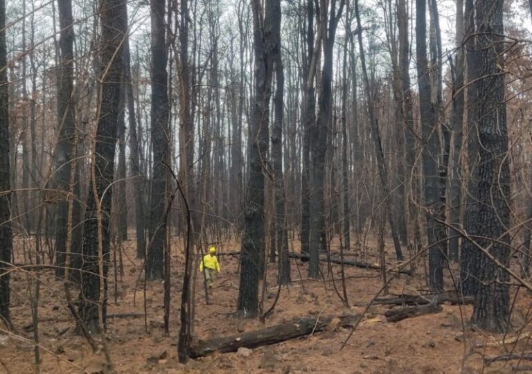 El Cabildo de Tenerife da por extinguido el incendio que se declaró el 15 de agosto