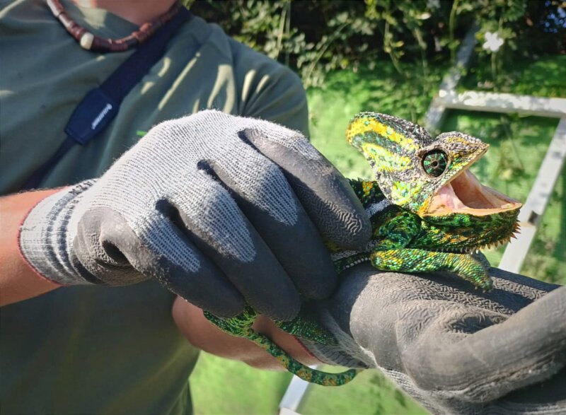 Imagen de uno de los camaleones de Yemen capturado. 