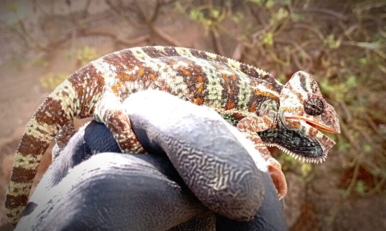 Lucha contra el camaleón de Yemen en Gran Canaria