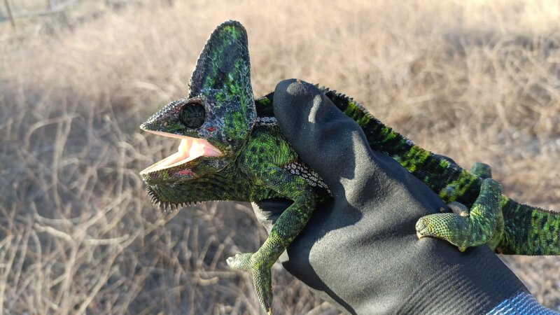 Imagen de uno de los camaleones de Yemen capturado. 