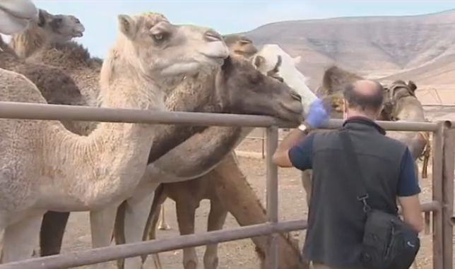 Unos bombones de la primera granja de camellos de Europa premiados por el Ministerio de Agricultura
